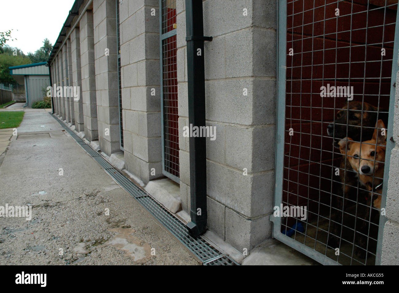 A dog for re homing at the RSPCA animal shelter Bradford The shelter houses approx 100 cats 60