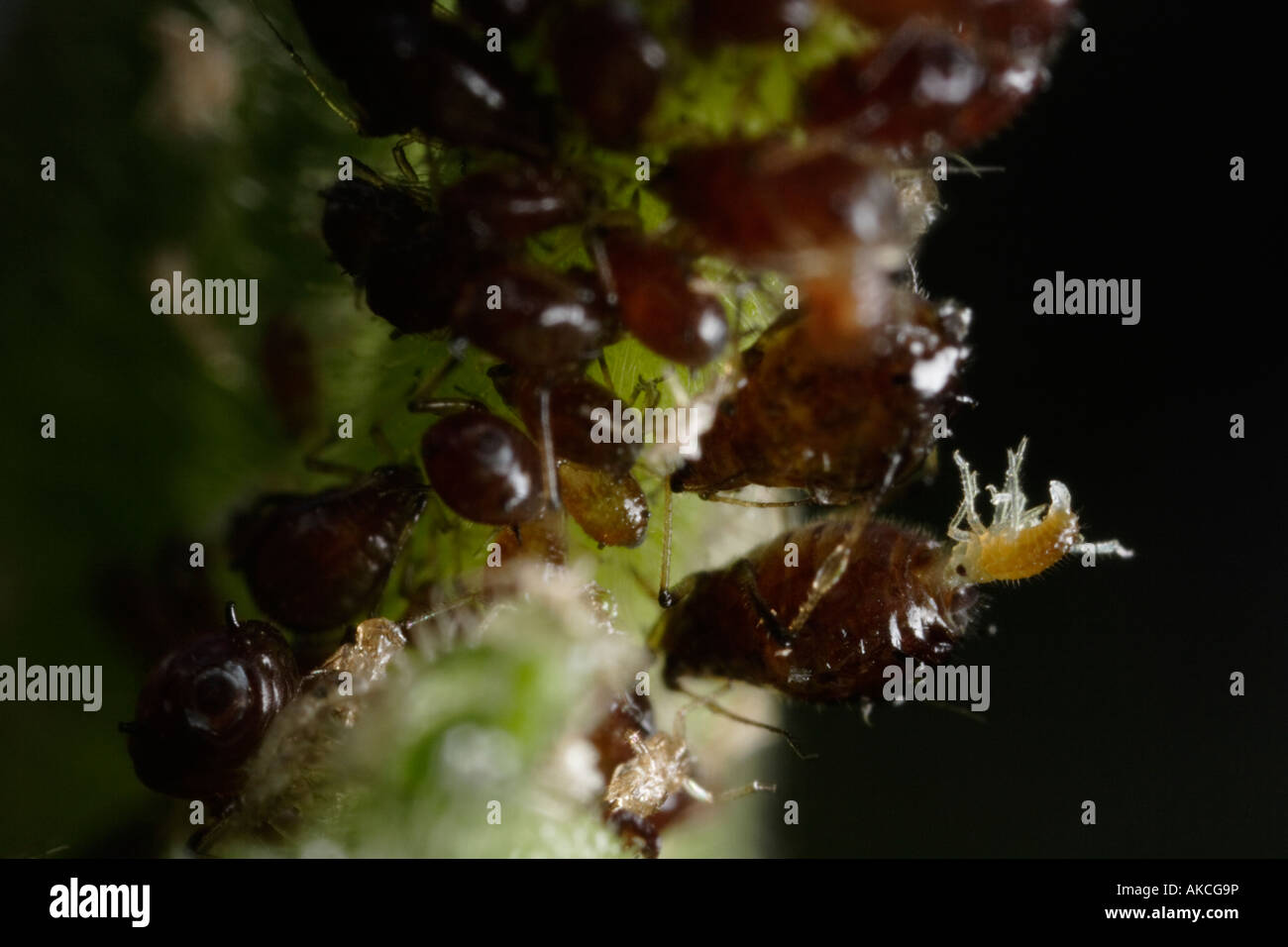 Aphid giving birth. Plant lice procreate using parthenogenesis This is
