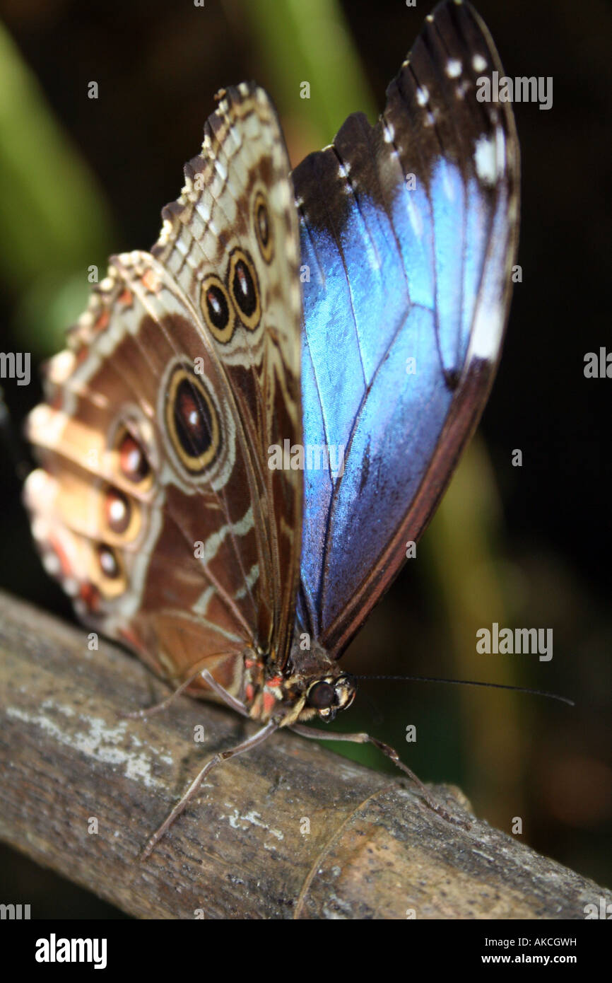 Blue Morpho butterfly at a butterfly farm near San Jose, Costa Rica