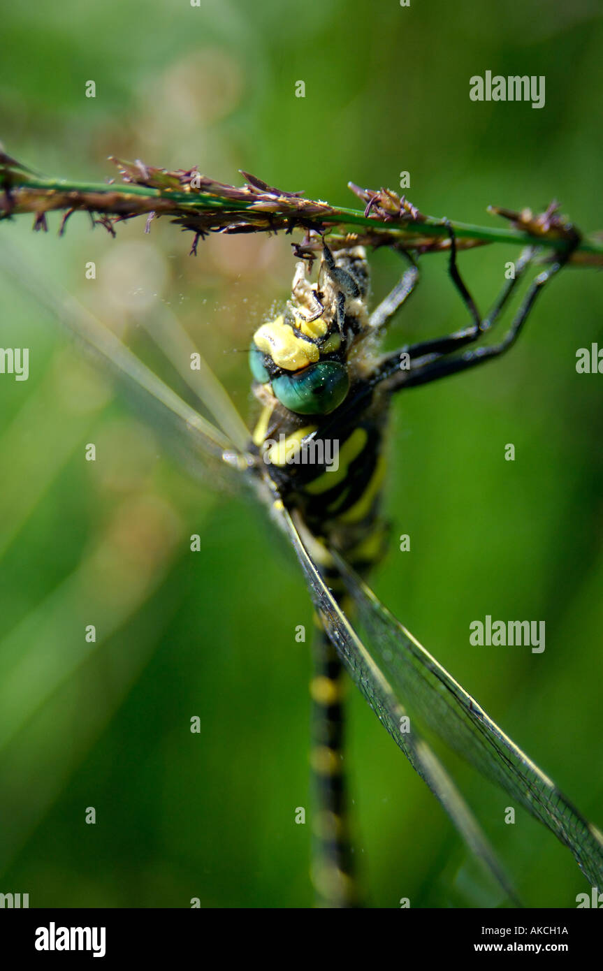 Golden Ringed Dragonfly Cordulegaster boltonii eating hoverfly it s prey can clearly be seen in