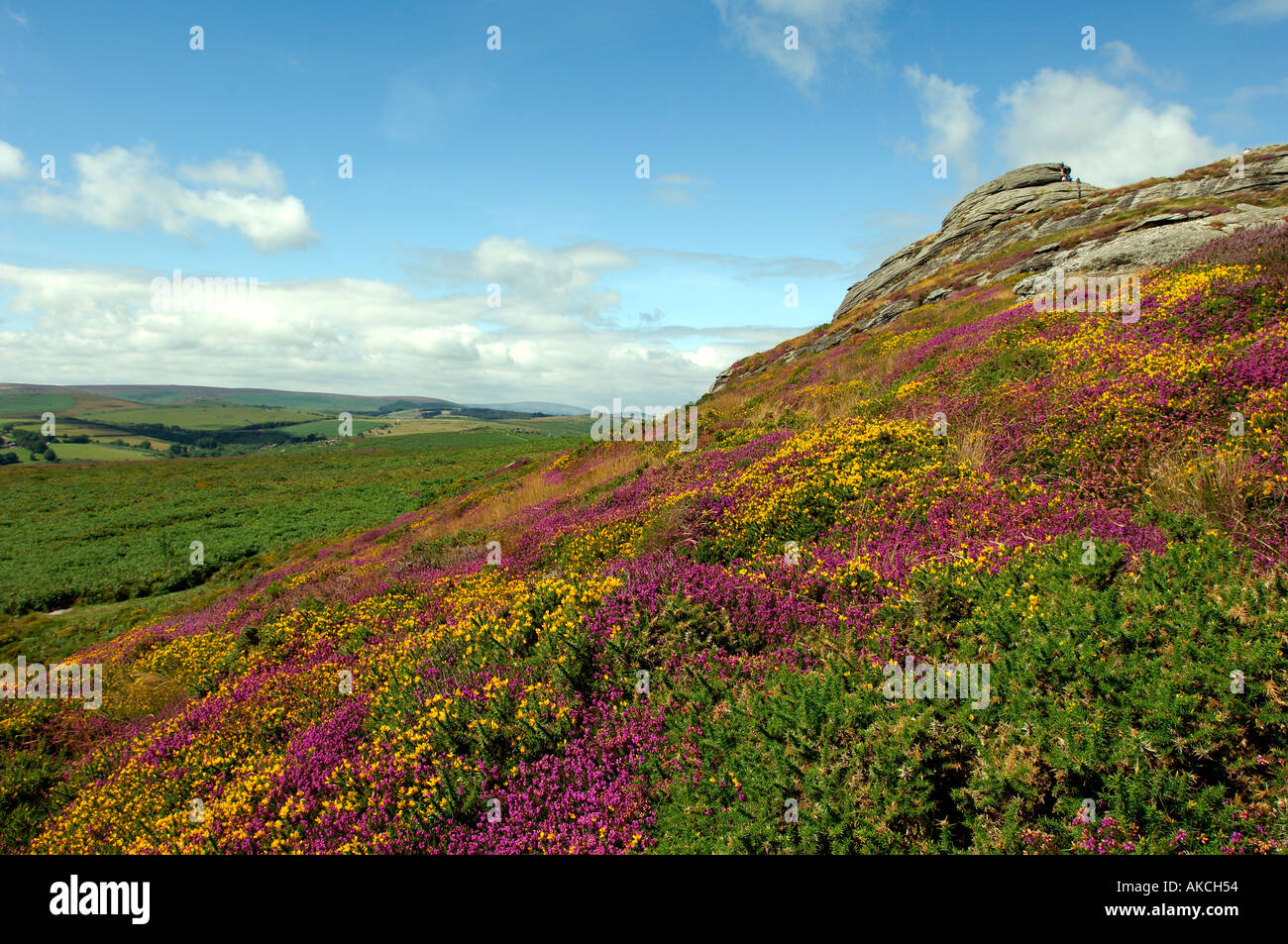 View of Haytor rocks Dartmoor covered in heather Stock Photo