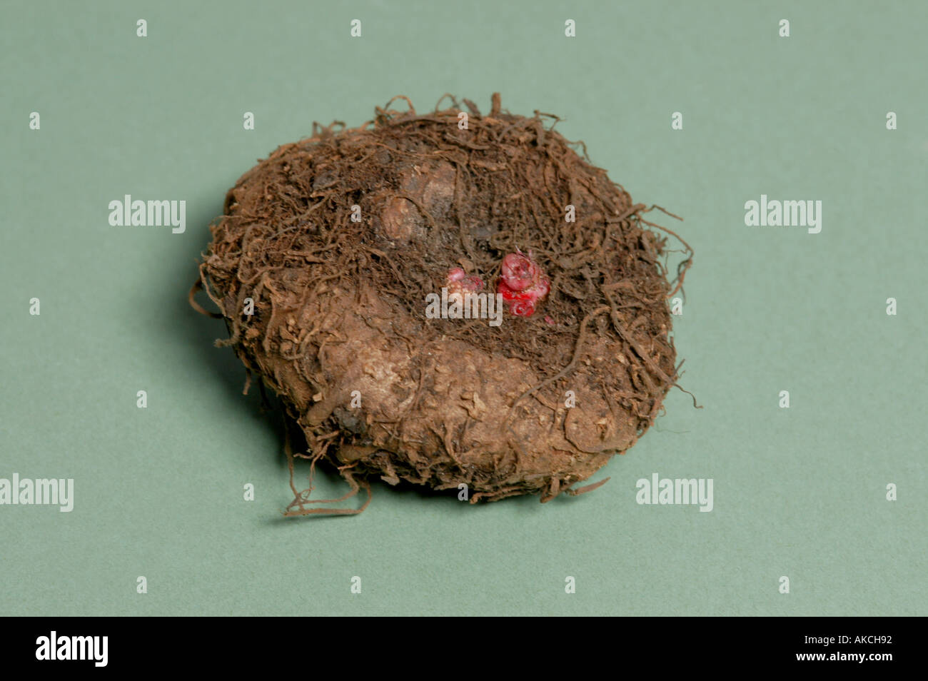 Begonia Corms High Resolution Stock Photography And Images Alamy