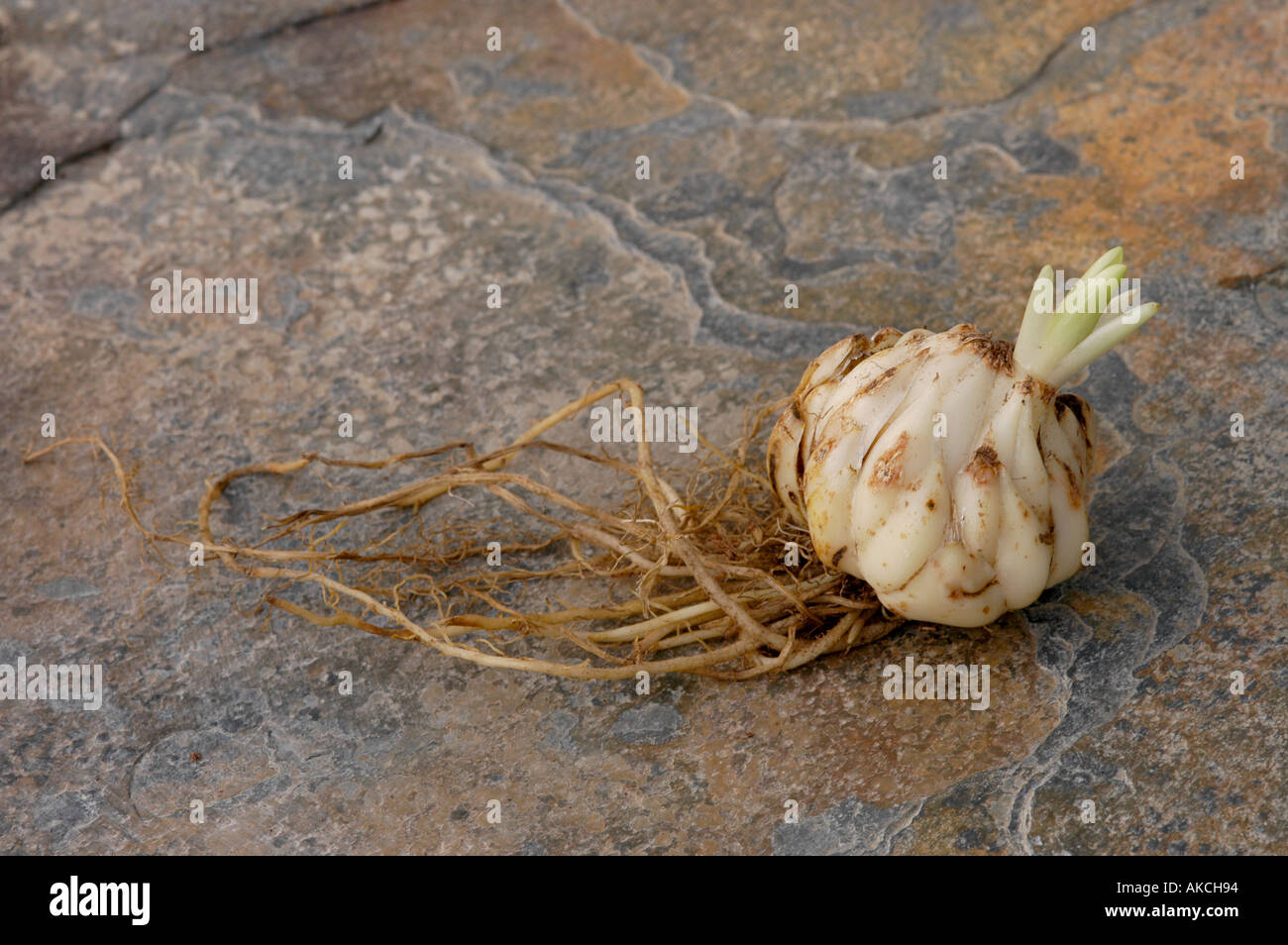 Lily bulb sprouting Stock Photo