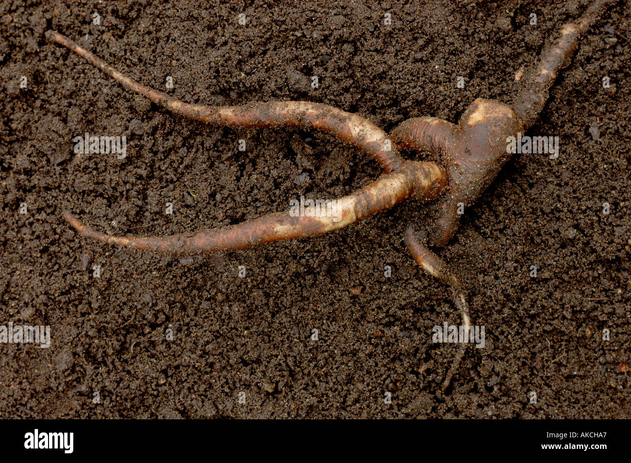Mandrake Mandragora officinarum forking tap root Stock Photo