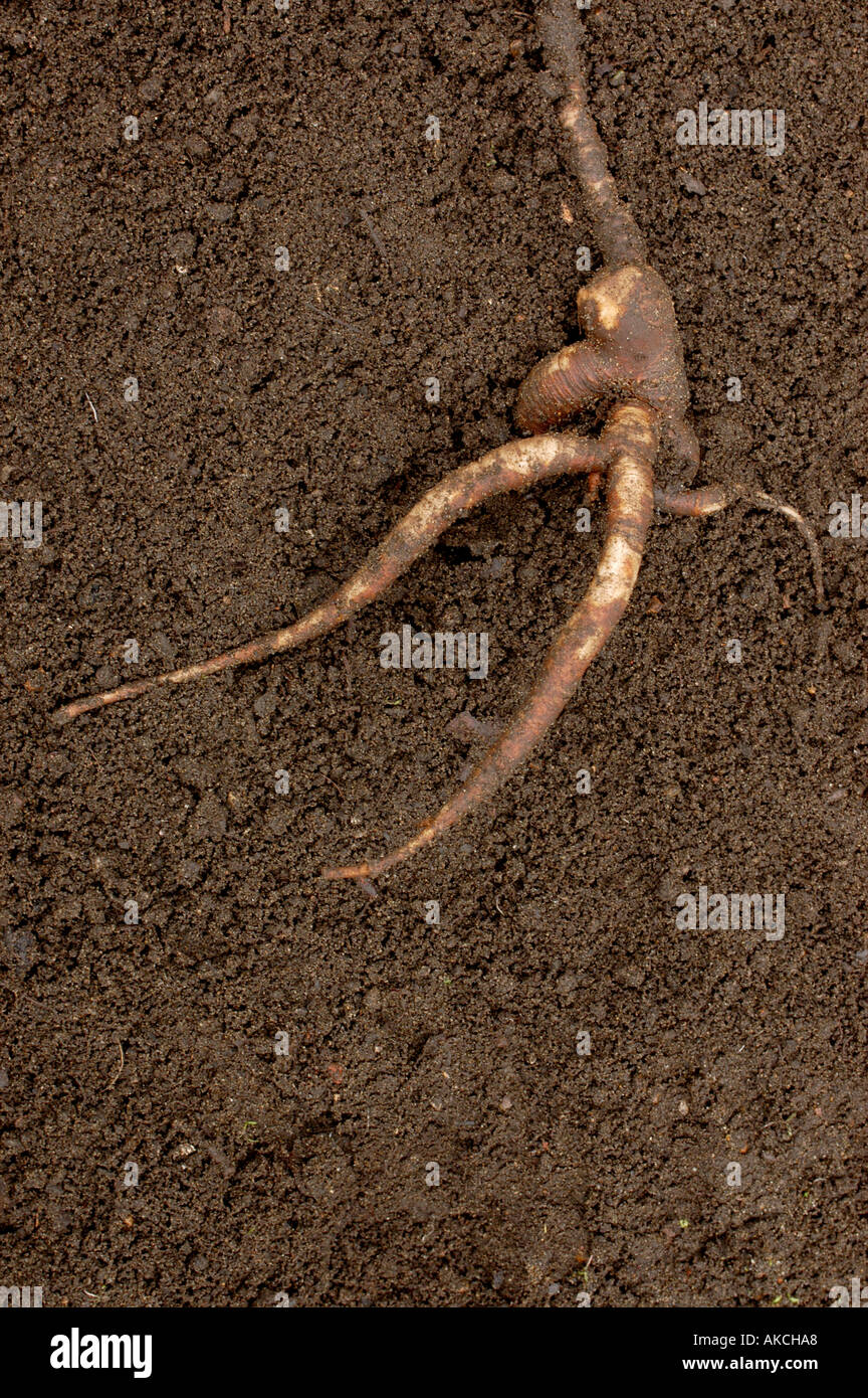 Mandrake Mandragora officinarum forking tap root Stock Photo