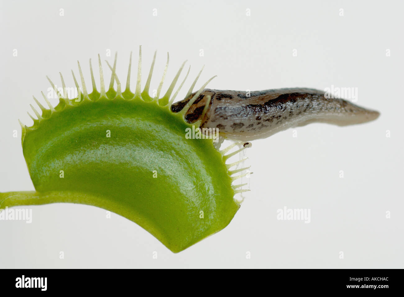 Slug caught by venus fly trap Stock Photo