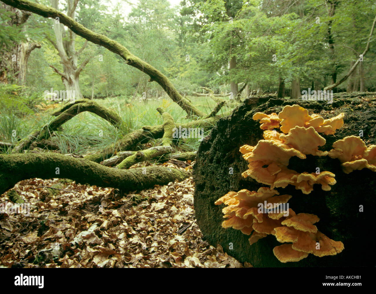 Sulphur polypore Laetiporus sulphureus Stock Photo