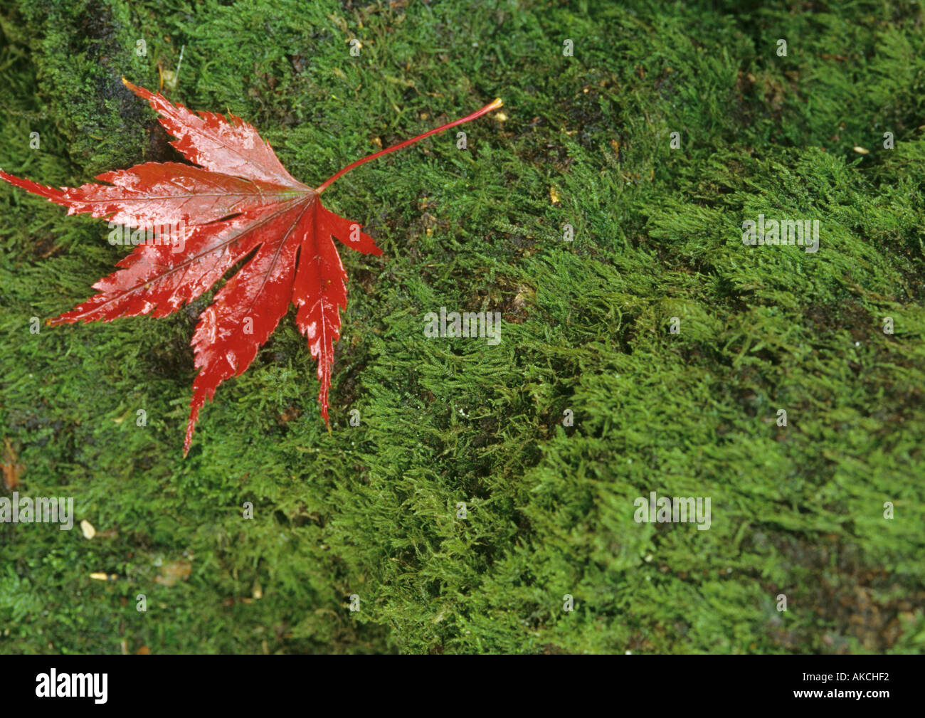 Wet Japanese maple leaf Stock Photo