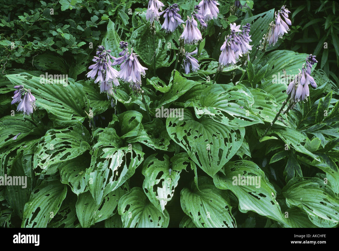 Snail damage to plants hires stock photography and images Alamy