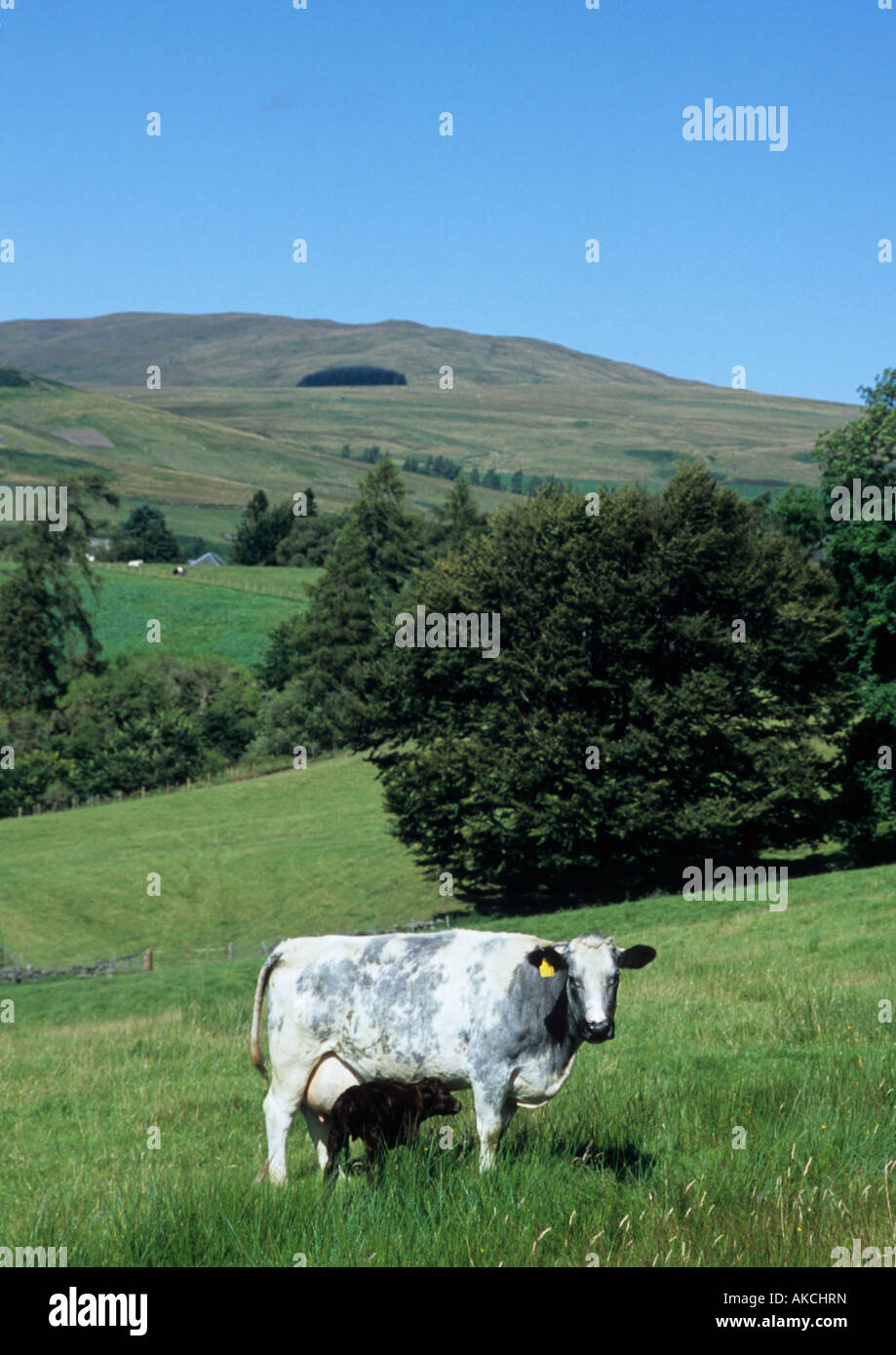 Cow And Calf On Hill In Scottish Highlands In Summer Stock Photo - Alamy