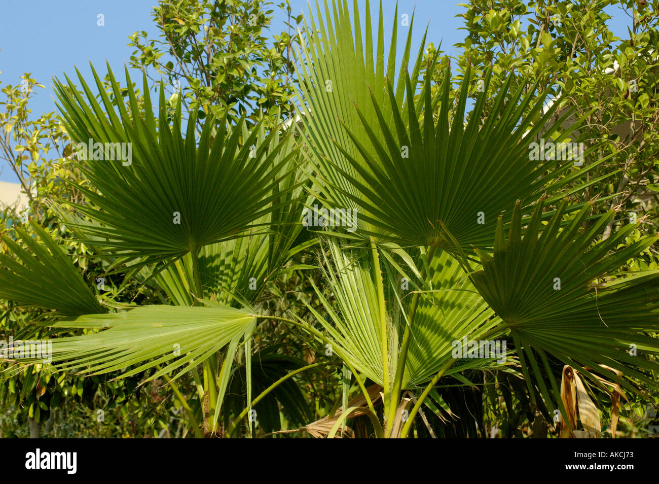 Fan palm leaves at Iranian suq Abu Dhabi UAE  Stock Photo