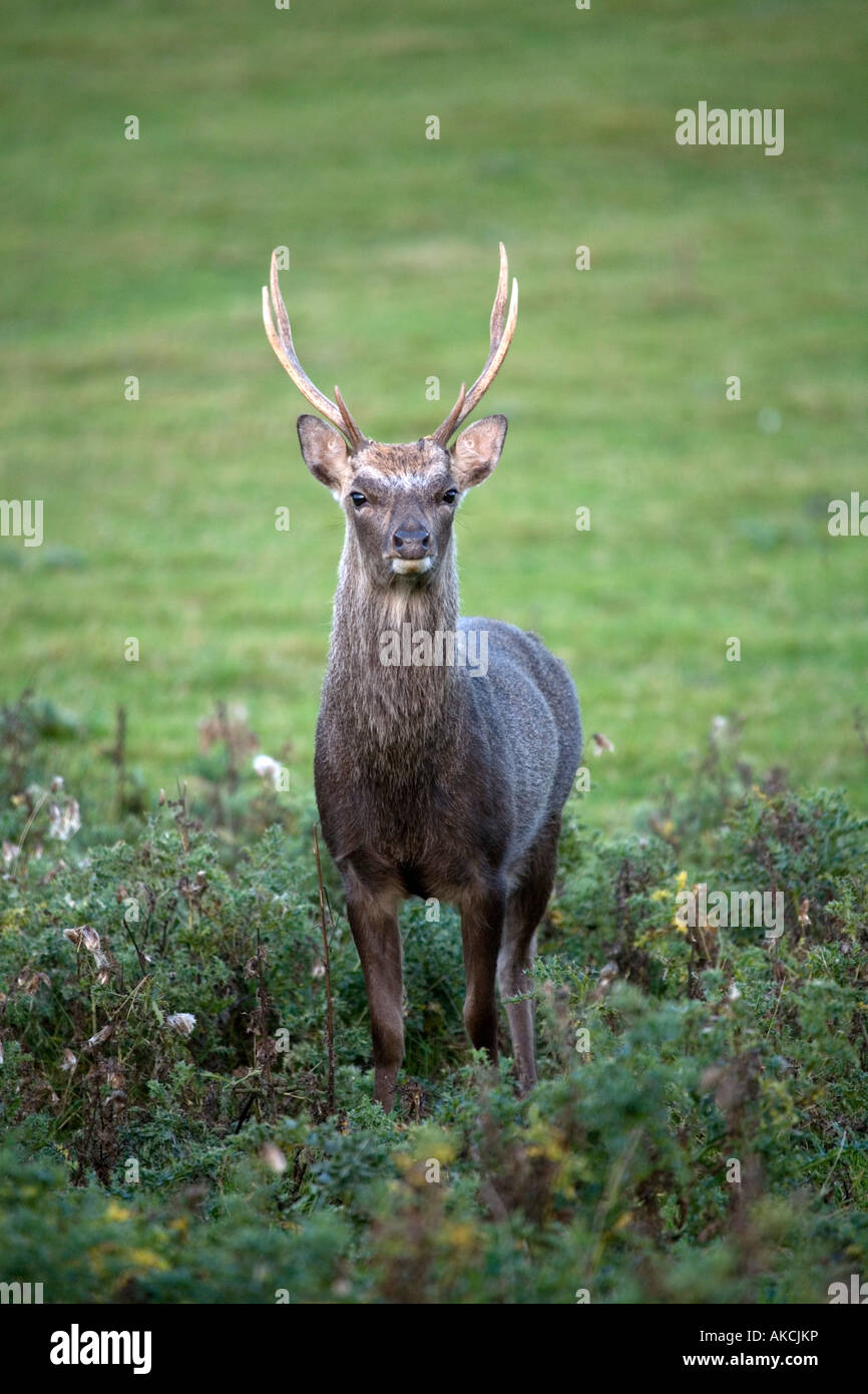 sika deer Cervus nippon stag dorset Stock Photo