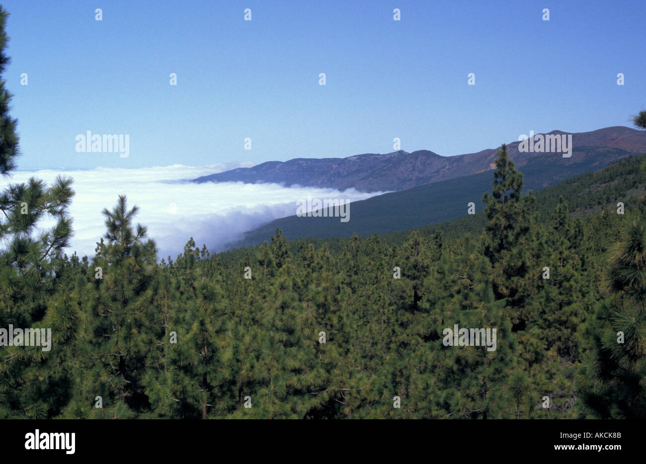 Pine forest on Tenerife Canary Islands Stock Photo