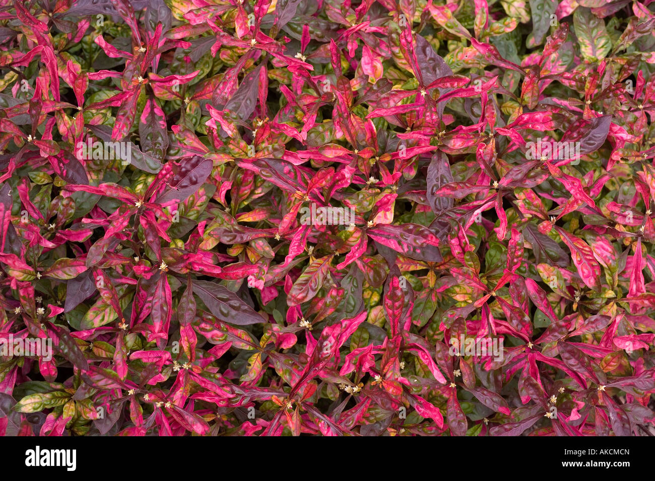 Alternanthera ficoidea versicolor flower close up Stock Photo - Alamy