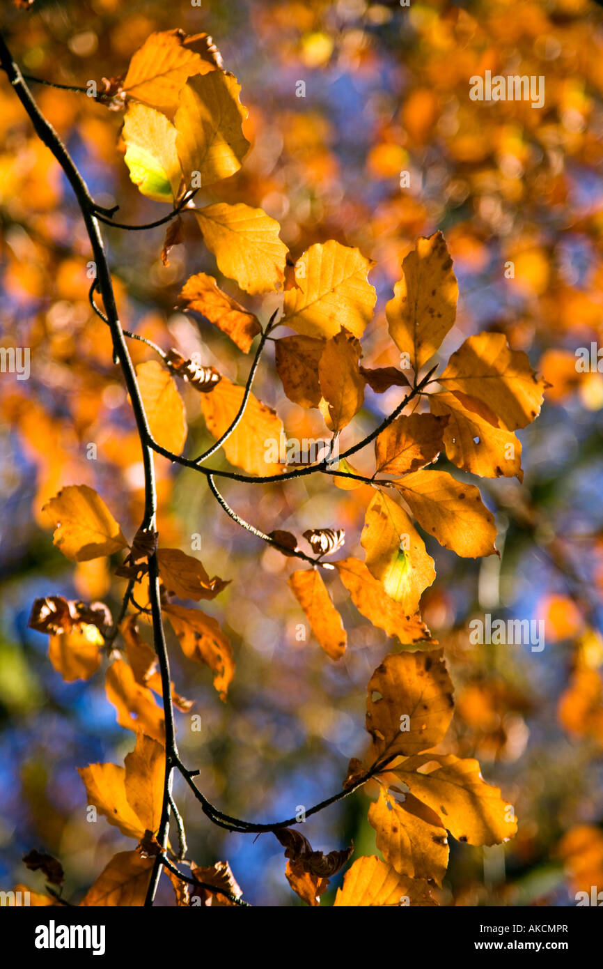 Golden beech leaves hi-res stock photography and images - Alamy