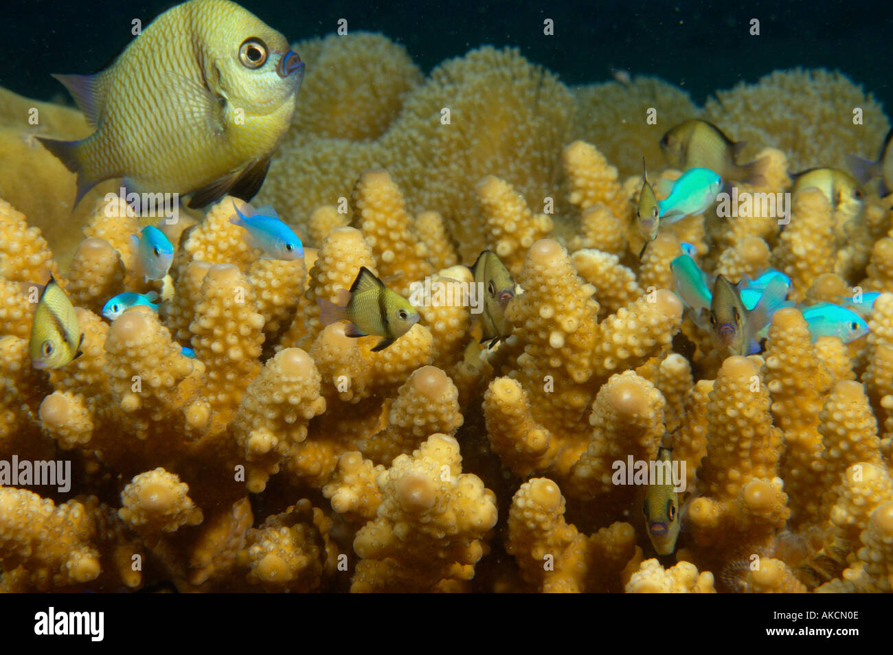 Damsel fishes sheltering in hard coral Papua New Guinea Stock Photo