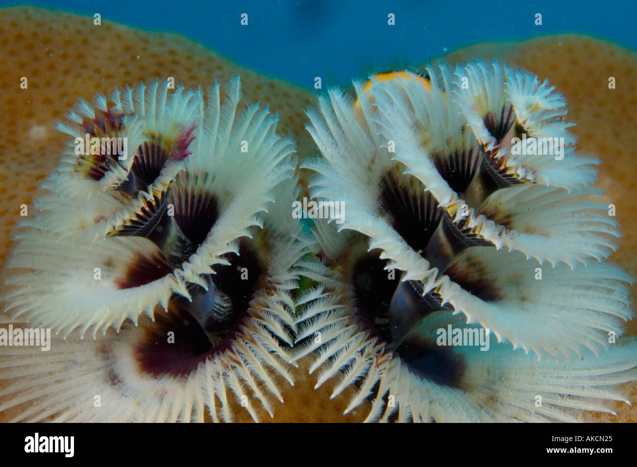 Christmas tree worm Spirobranchus giganteus New Britain Island Papua New Guinea Solomon Sea Stock Photo