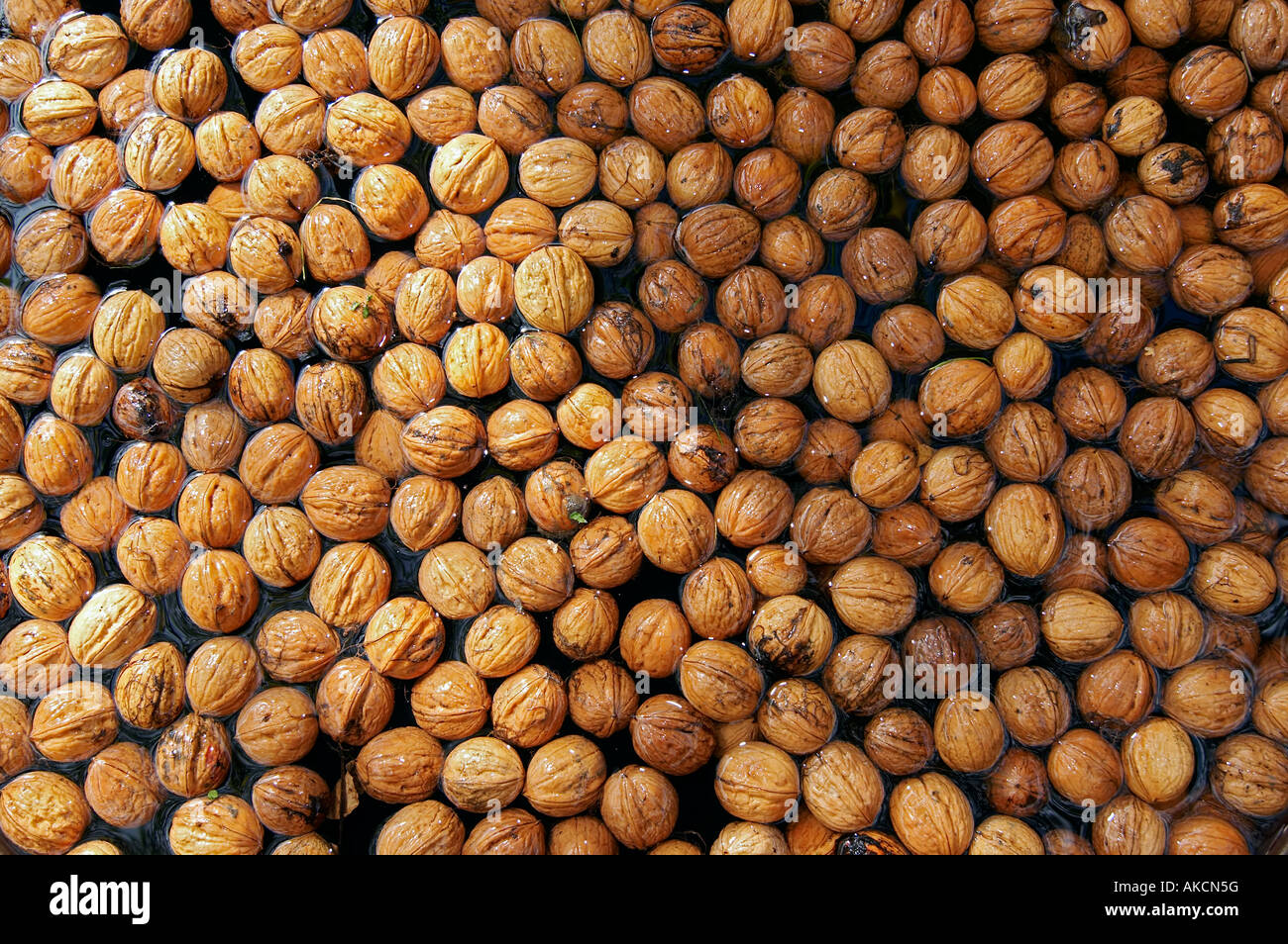 Nuts on the water Stock Photo