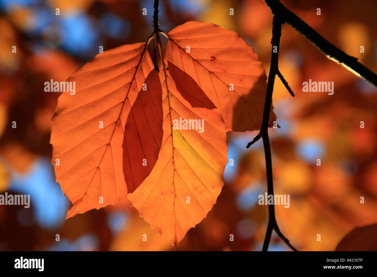 Vibrant natural reddish, copper colour leaves of European beech or common beech tree (Fagus sylvatica) in beautiful late autumn day with blue sky Stock Photo