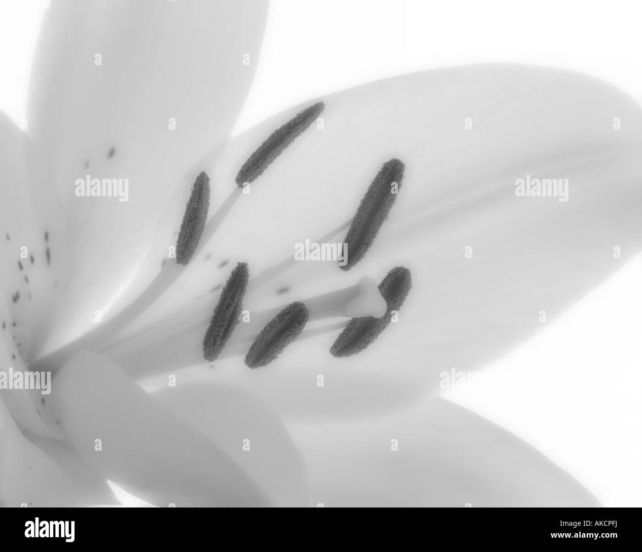 Yellow Lily in mono shot in a light tent under daylight balanced lamps. Stock Photo