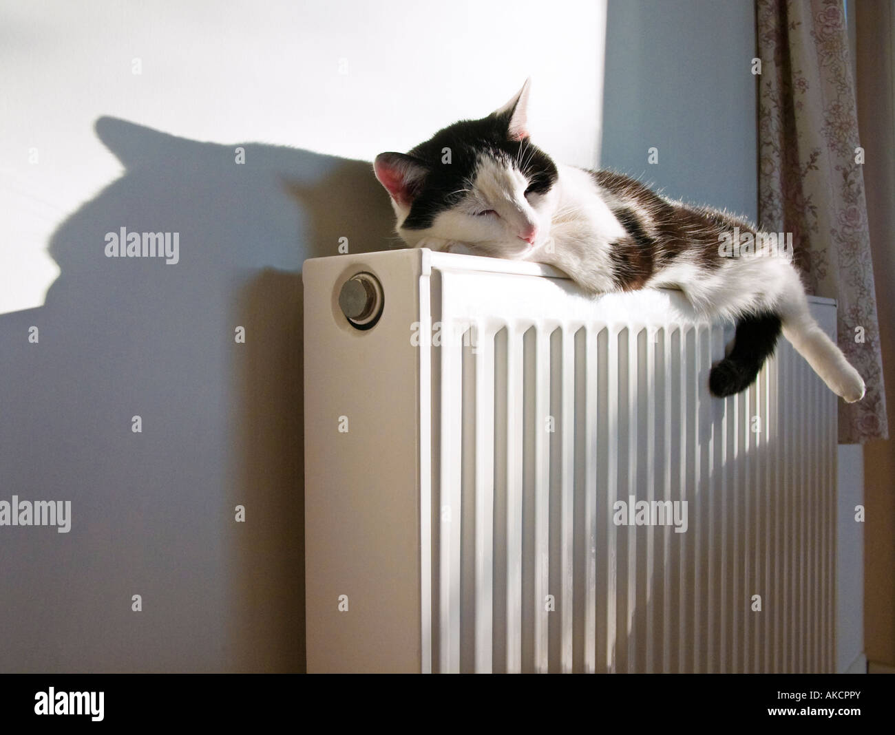 a tired black and white cross-breed domestic cat sleeping and finding warmth on a radiator Stock Photo
