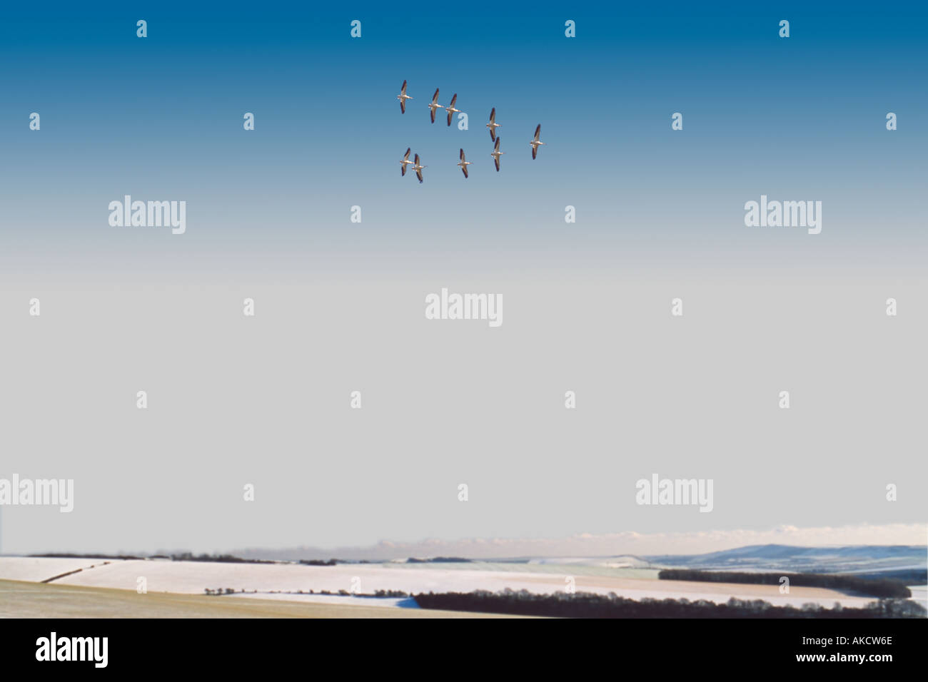 Birds flying in v formation over snowy fields Stock Photo