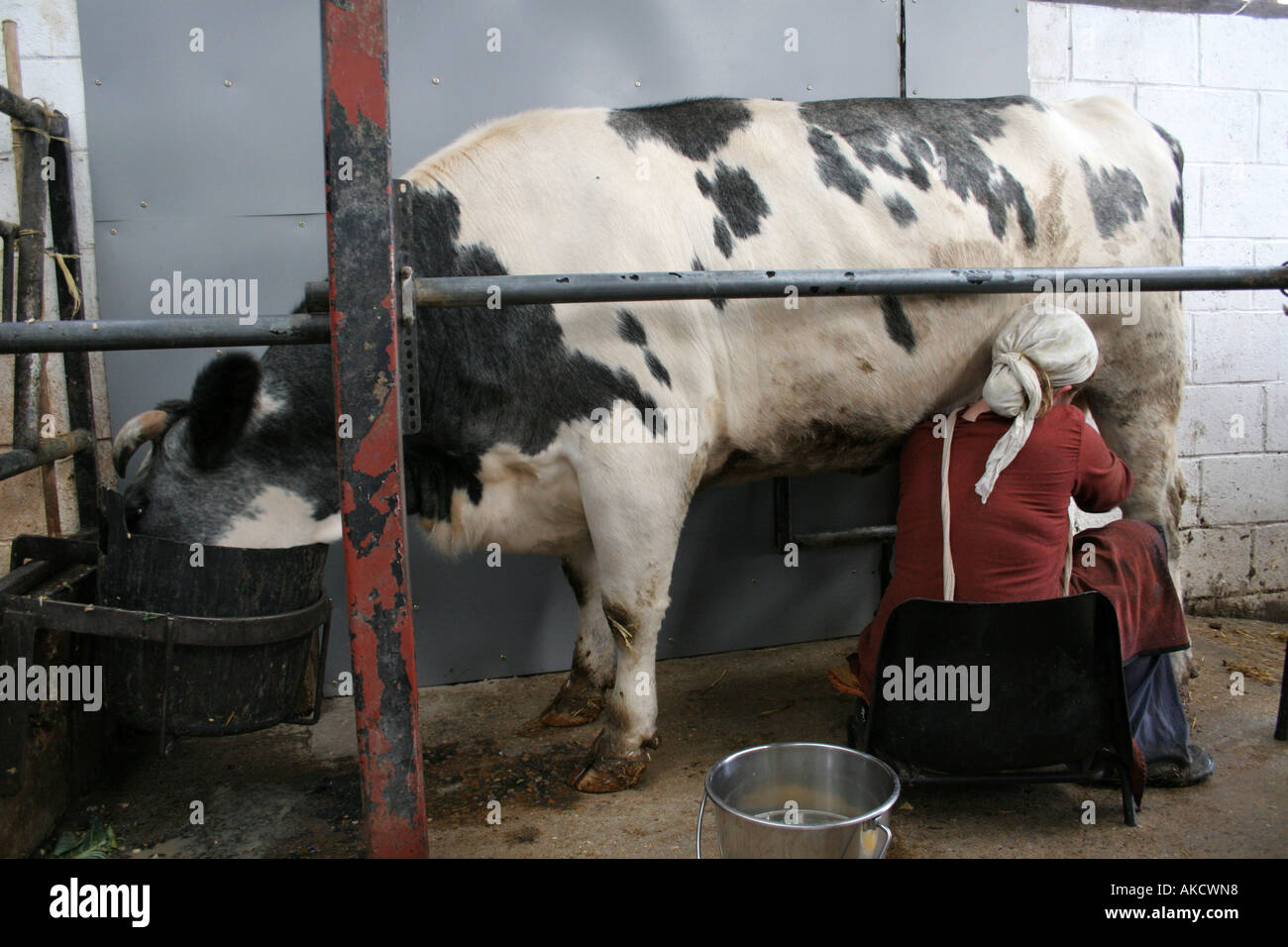 Woman milking a cow at a temple in North London Stock Photo