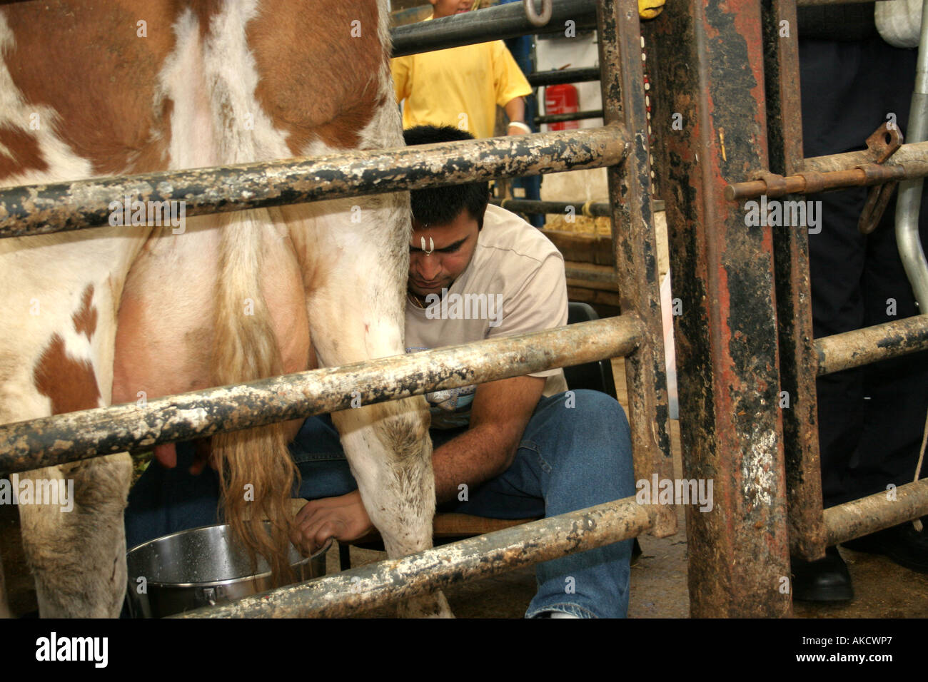 Man milking a cow at a temple in North London Stock Photo