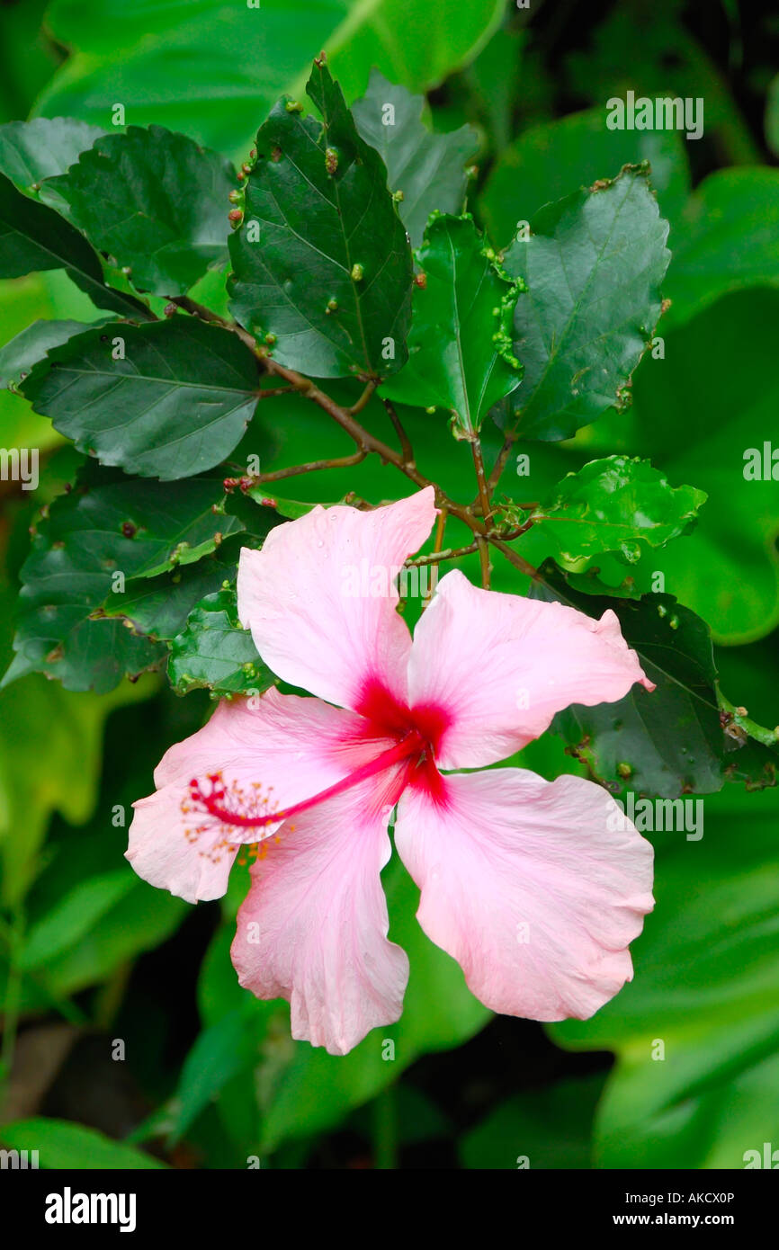 Beautiful Hibiscus Kepakemapa Flower at Onomea Bay near Hawaii Tropical