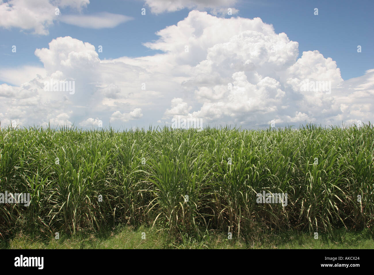 Belle Glade High Resolution Stock Photography and Images Alamy