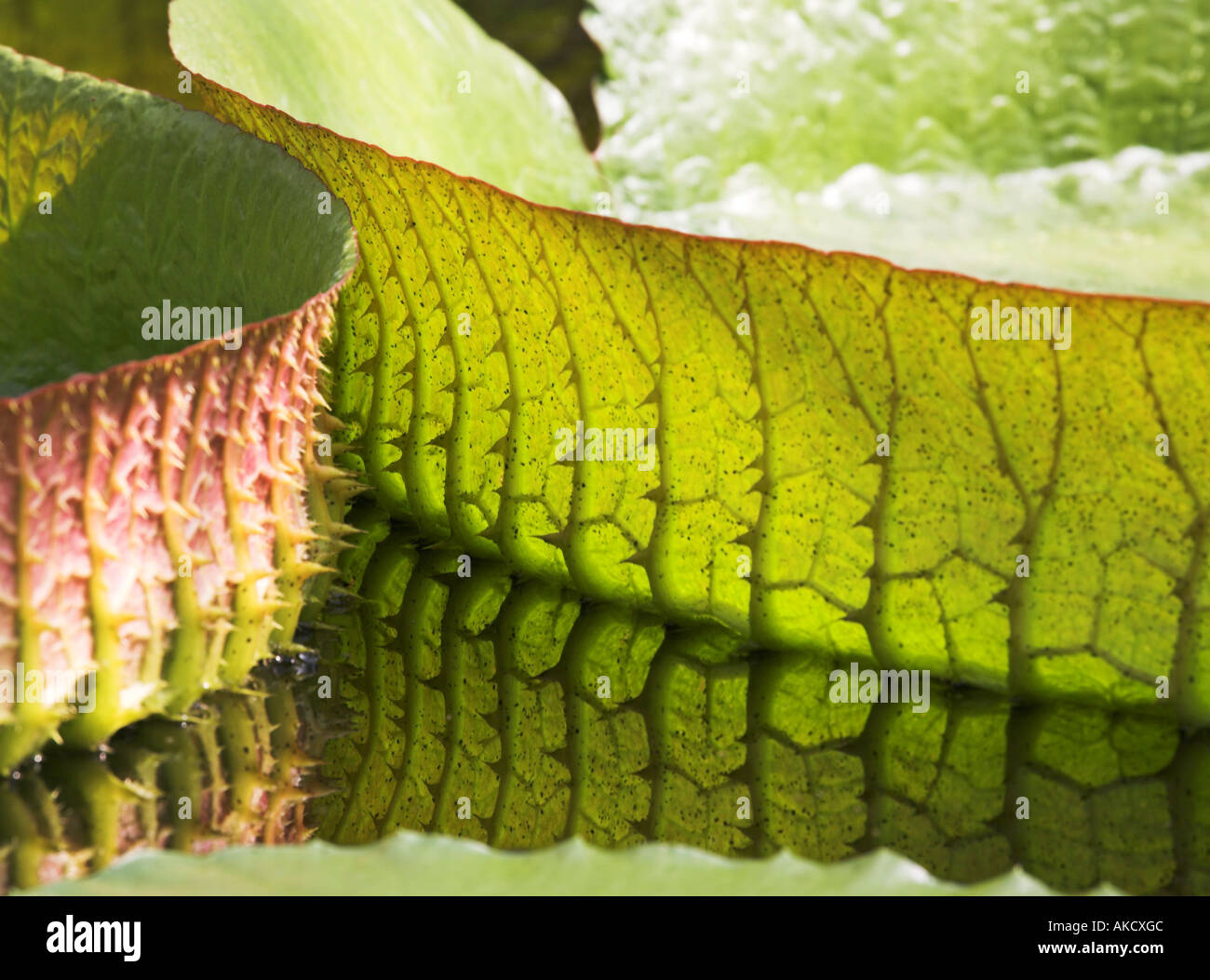 Underside rim of Victoria Water lily leaf in the Waterlily house at Kew