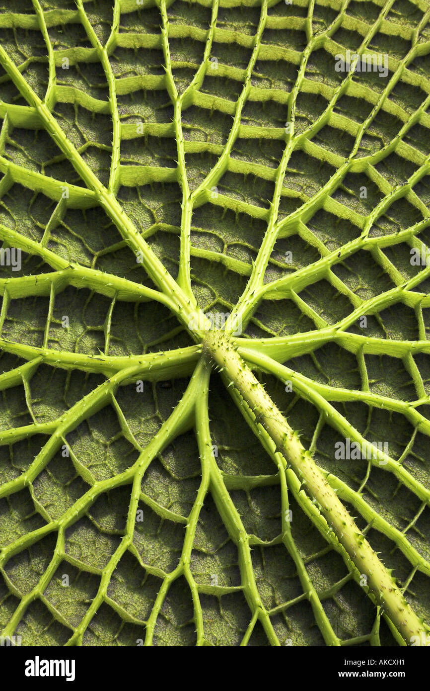 Underside of Victoria Water lily leaf in the Waterlily house at Kew