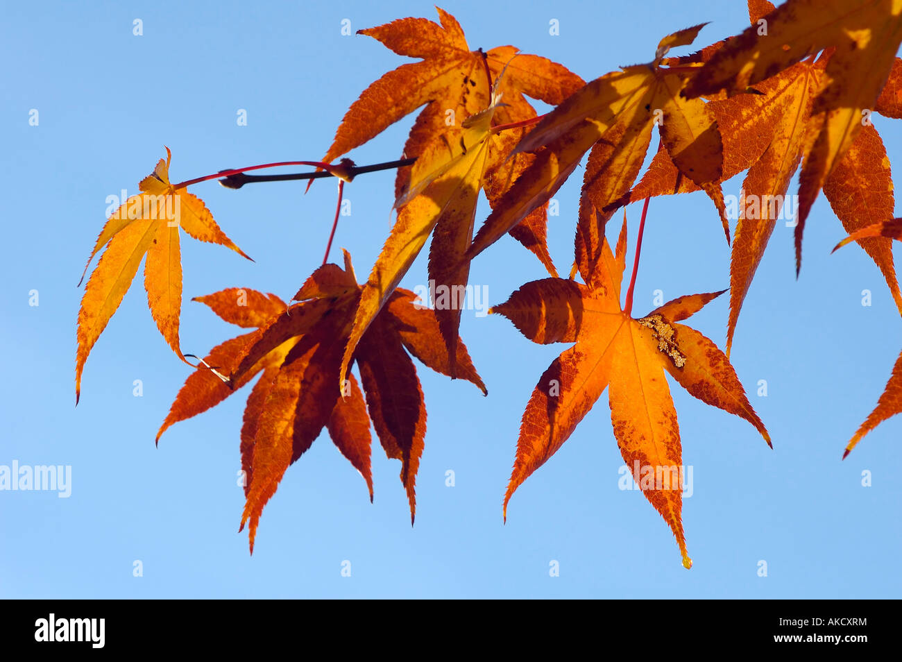 Chinese Maple Acer flabellatum Variety Yunnanense Stock Photo
