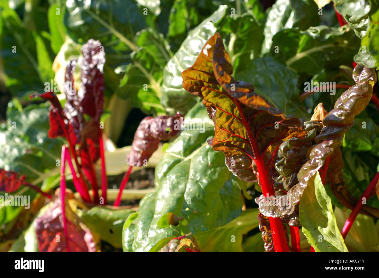 Rhubarb growing in a garden - Rheum rhabarbarum Stock Photo