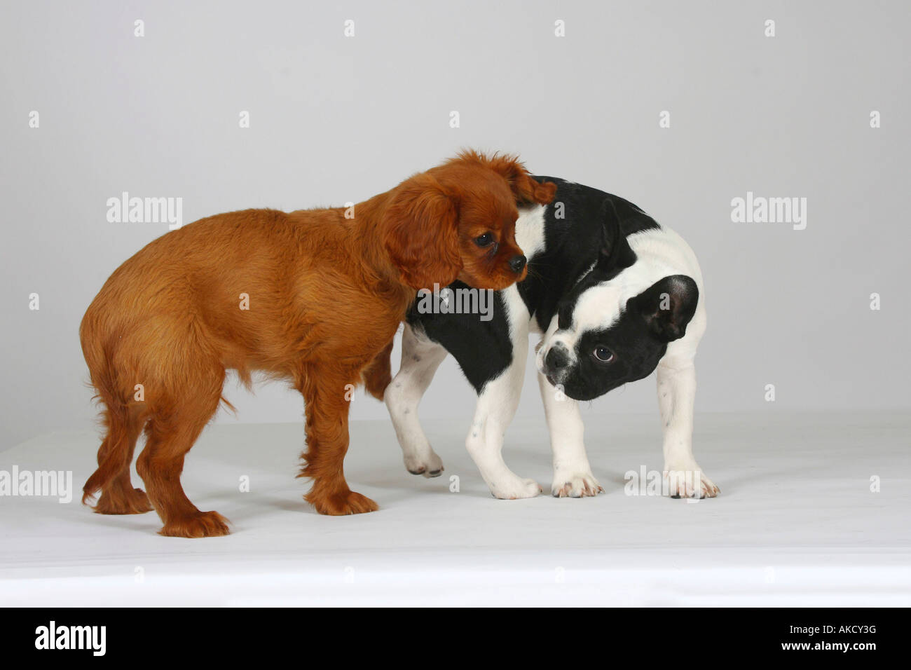 cavalier x french bulldog