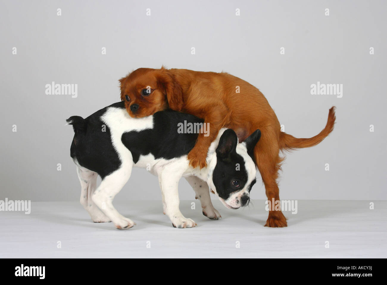 french bulldog and cavalier king charles mix