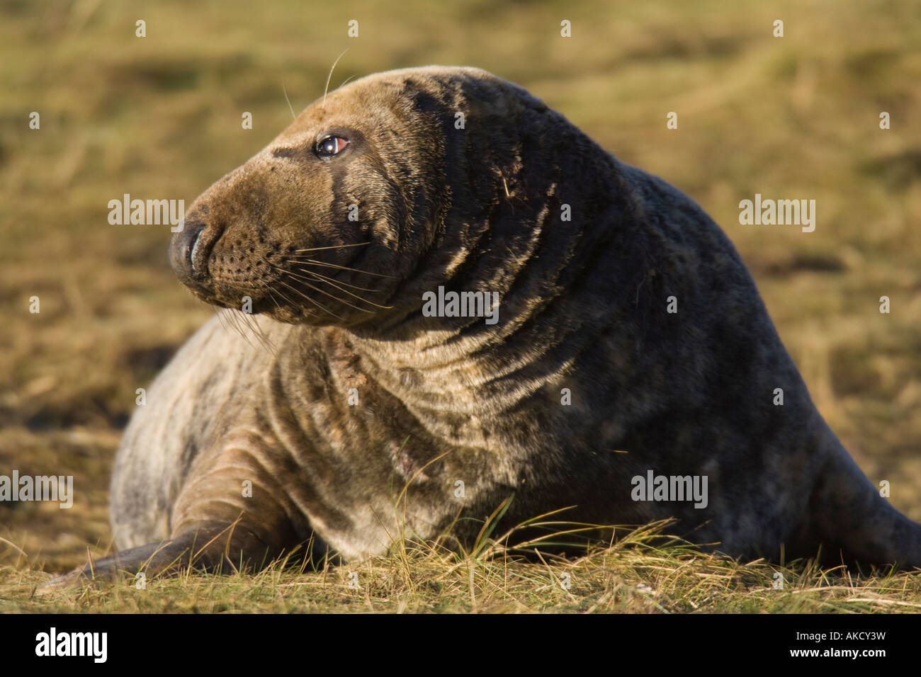 Bull Atlantic Grey Seal lying on grass Stock Photo