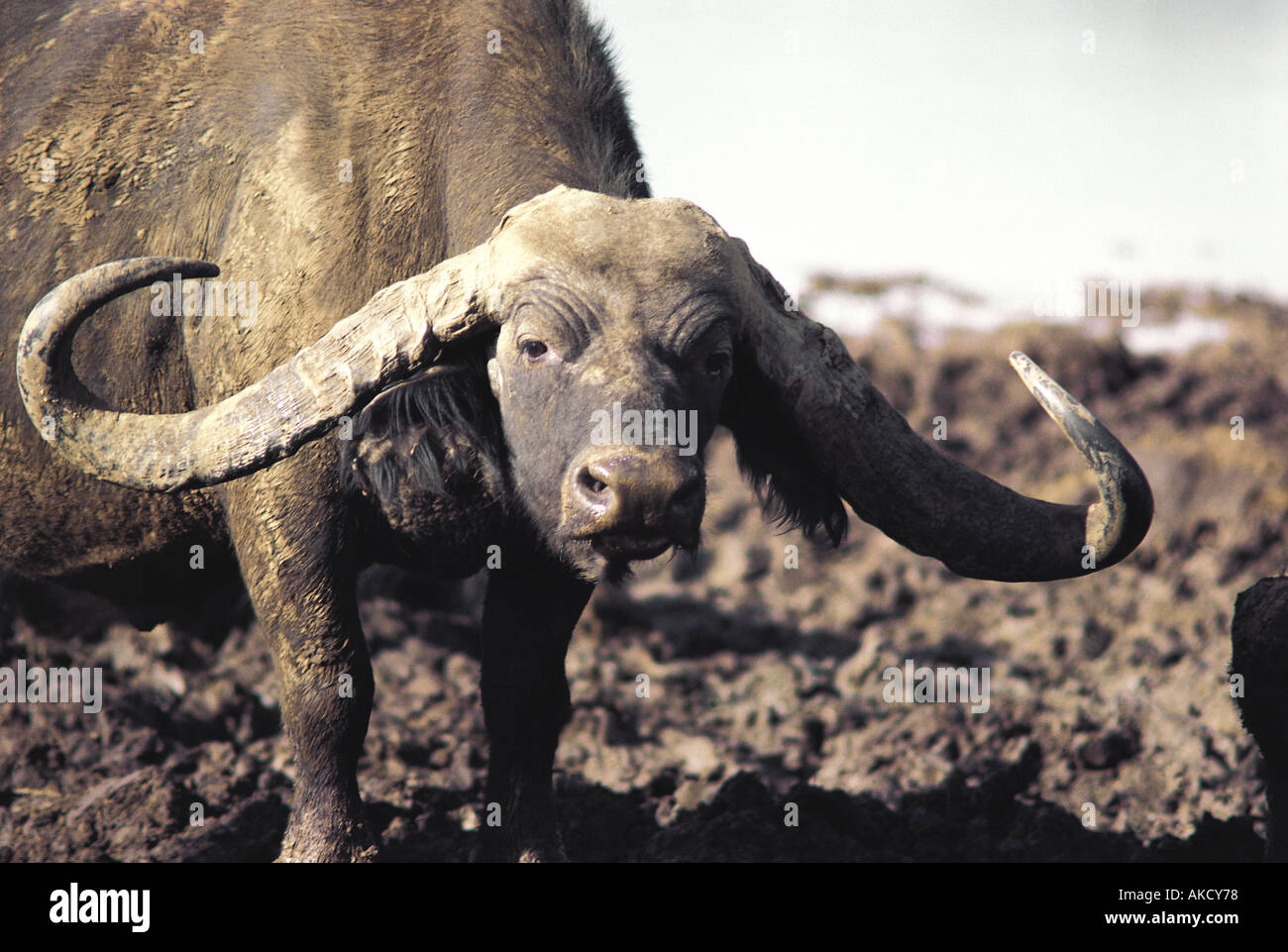 Male African Cape Buffalo very wide horns National Park East Africa Photo - Alamy