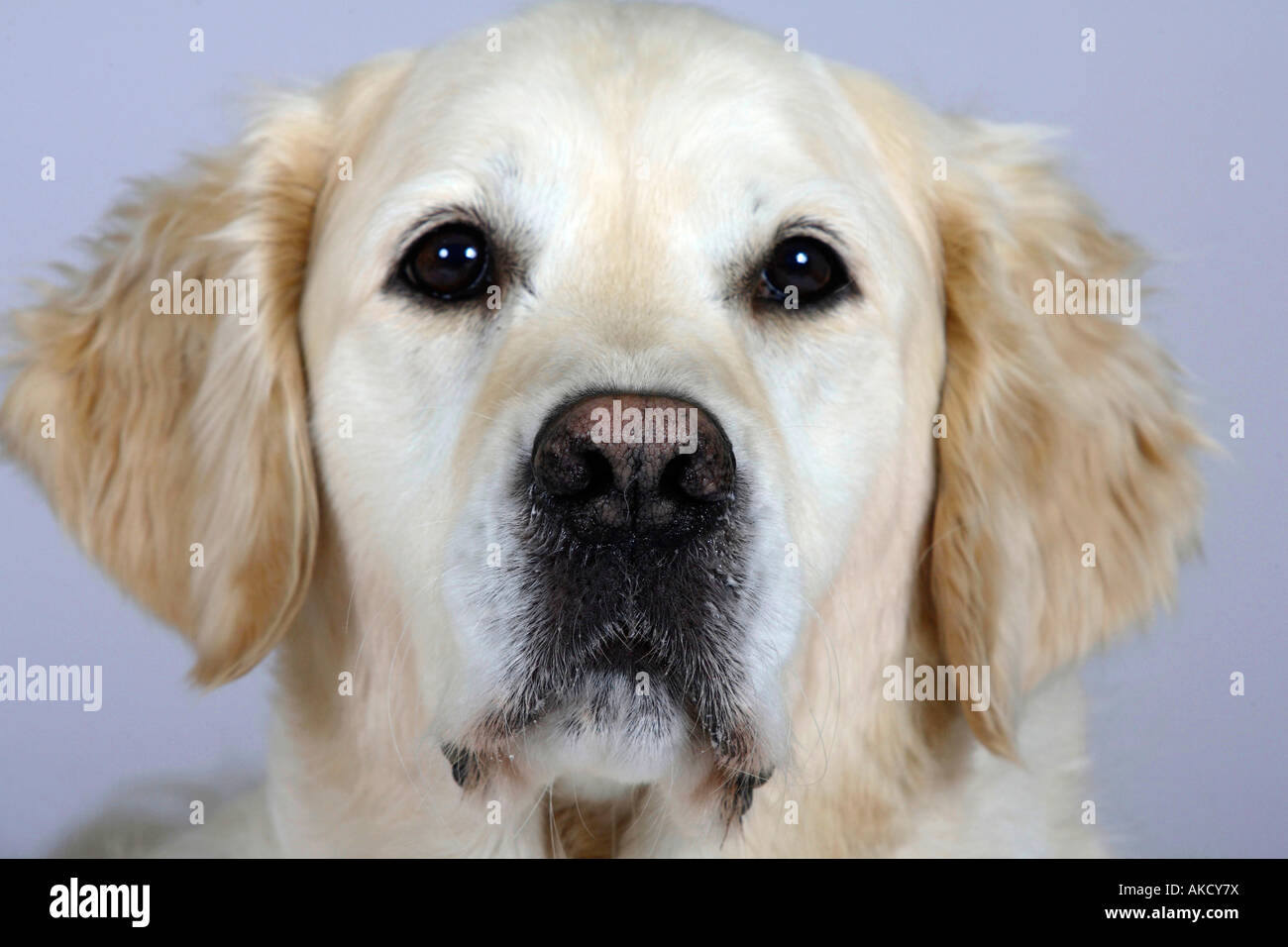 Golden retriever face front hi-res stock photography and images - Alamy