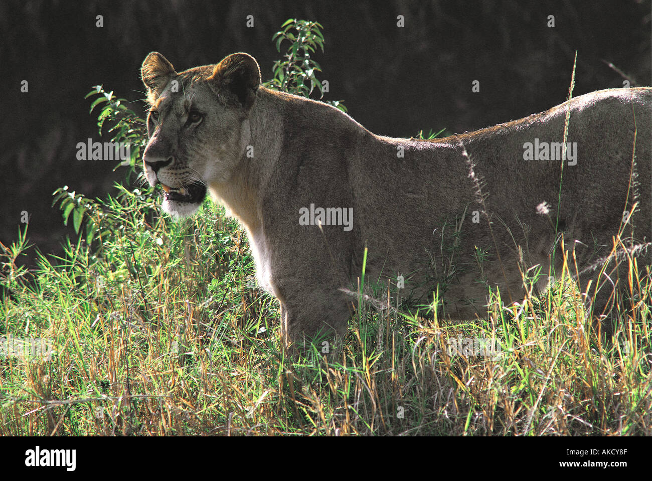 Lioness in late afternoon rim lighting Masai Mara National Reserve Kenya East Africa Stock Photo