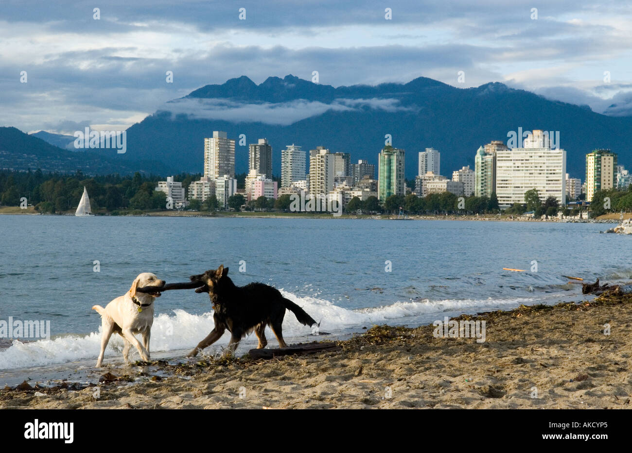 Kitsilano dog beach hires stock photography and images Alamy