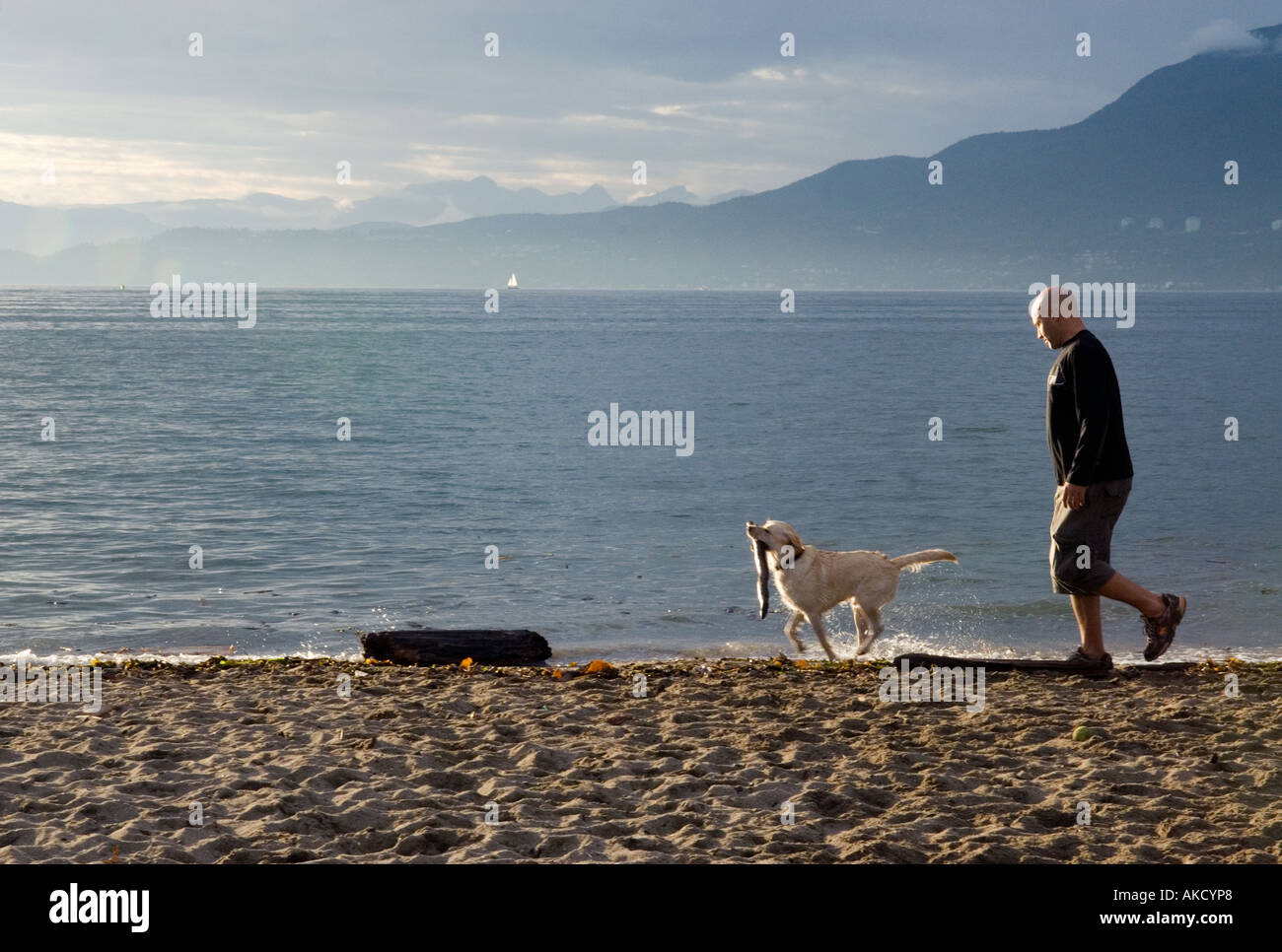 A Man Walks With His Dog Along A Dog Friendly Beach At Kitsilano English Bay In Vancouver British Columbia Canada Stock Photo Alamy