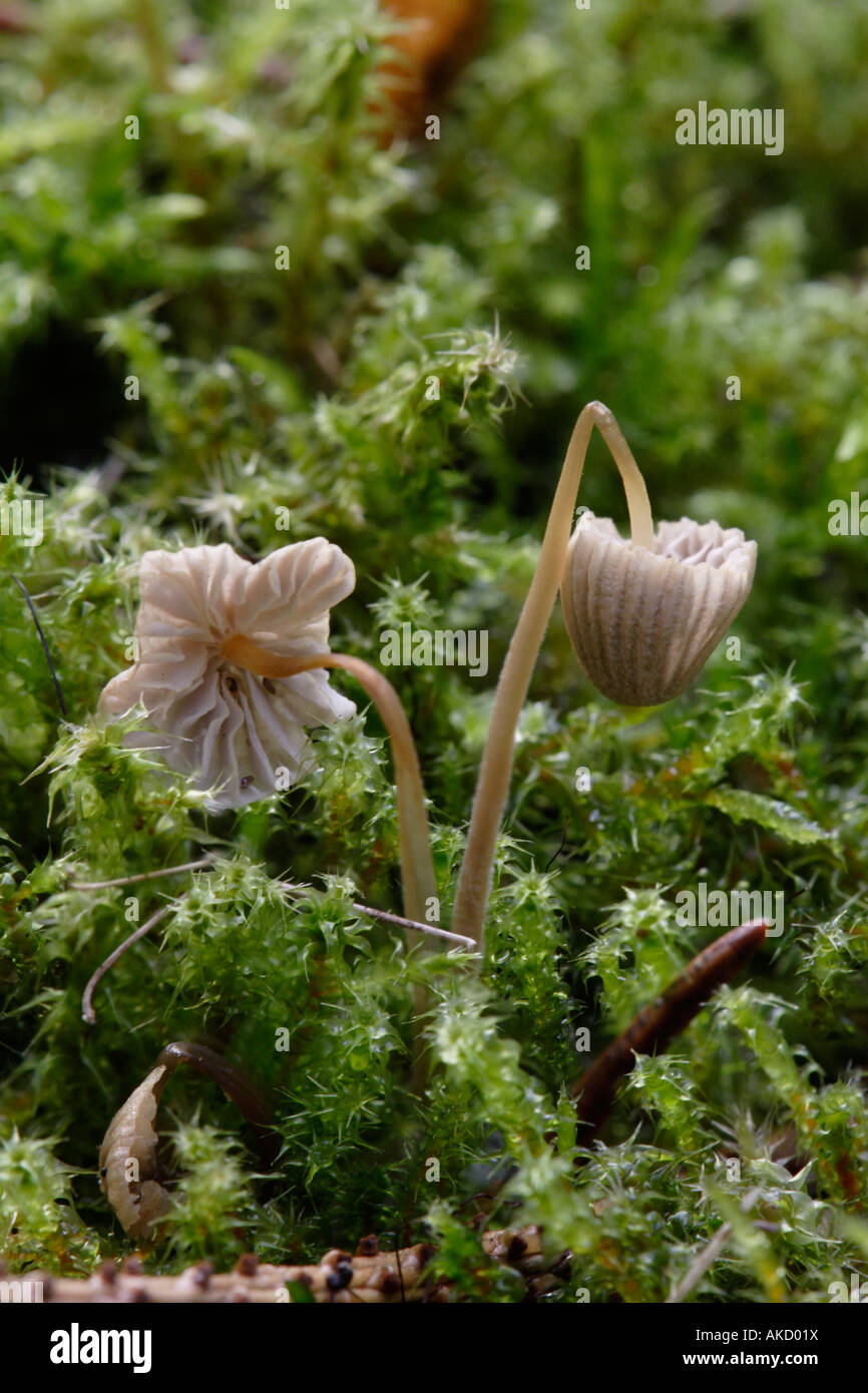 Small mushrooms, probably Marasmius, in between moss. Stock Photo