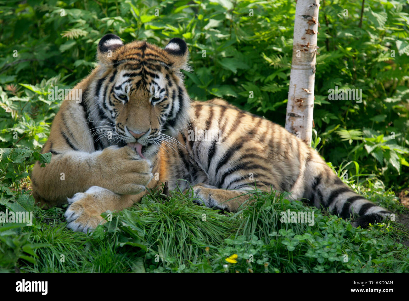 Tiger lying in the grass licking paw - Panthera tigris Stock Photo