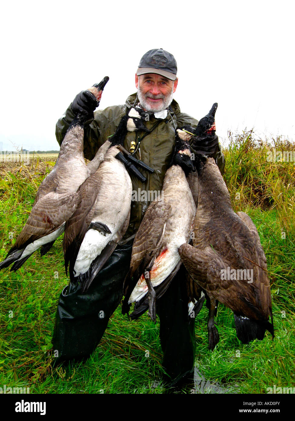 Goose hunter with a load of geese from Mud bay Stock Photo - Alamy