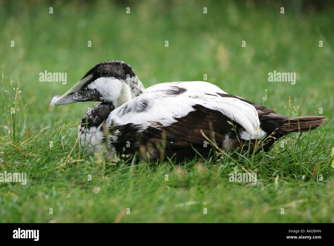 male Common Eider Duck - Somateria mollissima Stock Photo