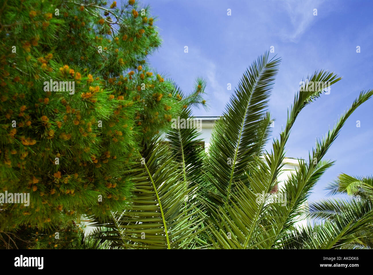 South-East Europe, Croatia, Dalmatia, Sibenik, blue sky with palm trees Stock Photo