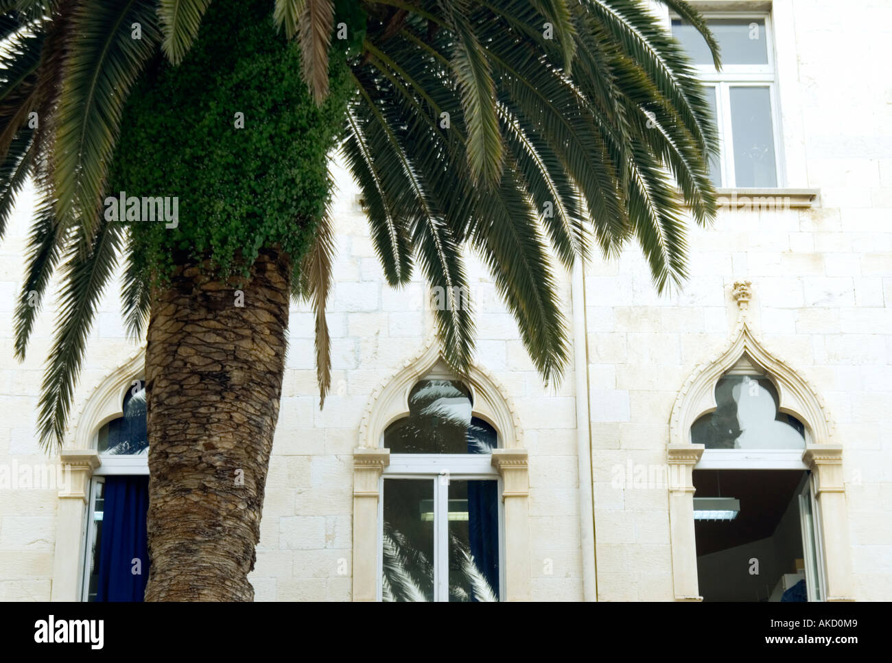 South-East Europe, Croatia, Dalmatia, Trogir, medieval stone carved windows behind palm trees Stock Photo