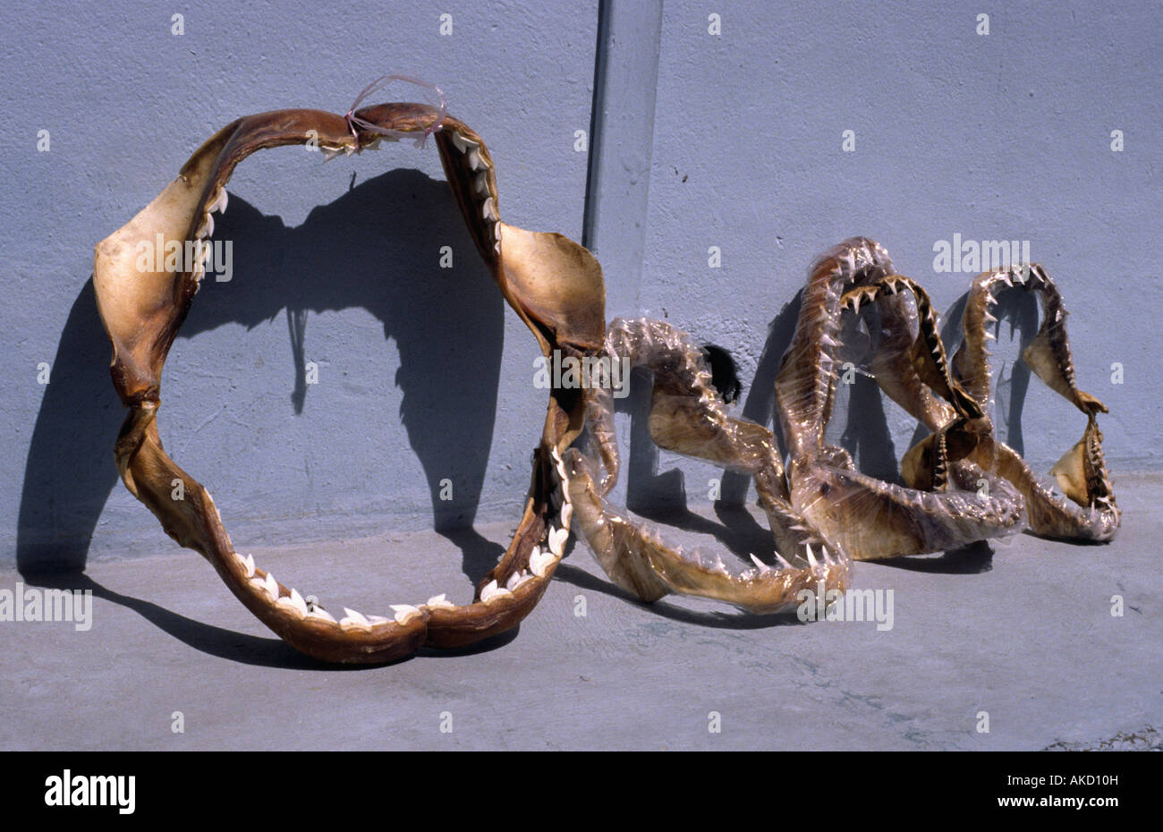 Shark Jaws for sale to tourists. Male, Maldives Stock Photo - Alamy