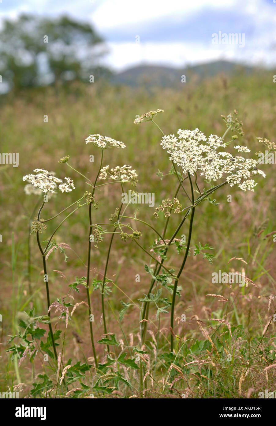 COW PARSLEY GROWING IN A HEREFORDSHIRE FIELD UK Stock Photo Alamy